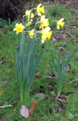 daffodils 2